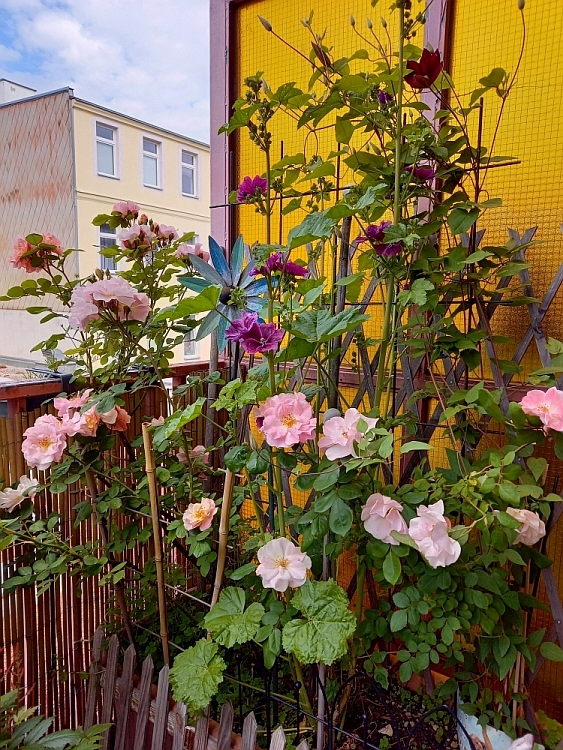 [Bild: rosensaison2021-02.jpg]