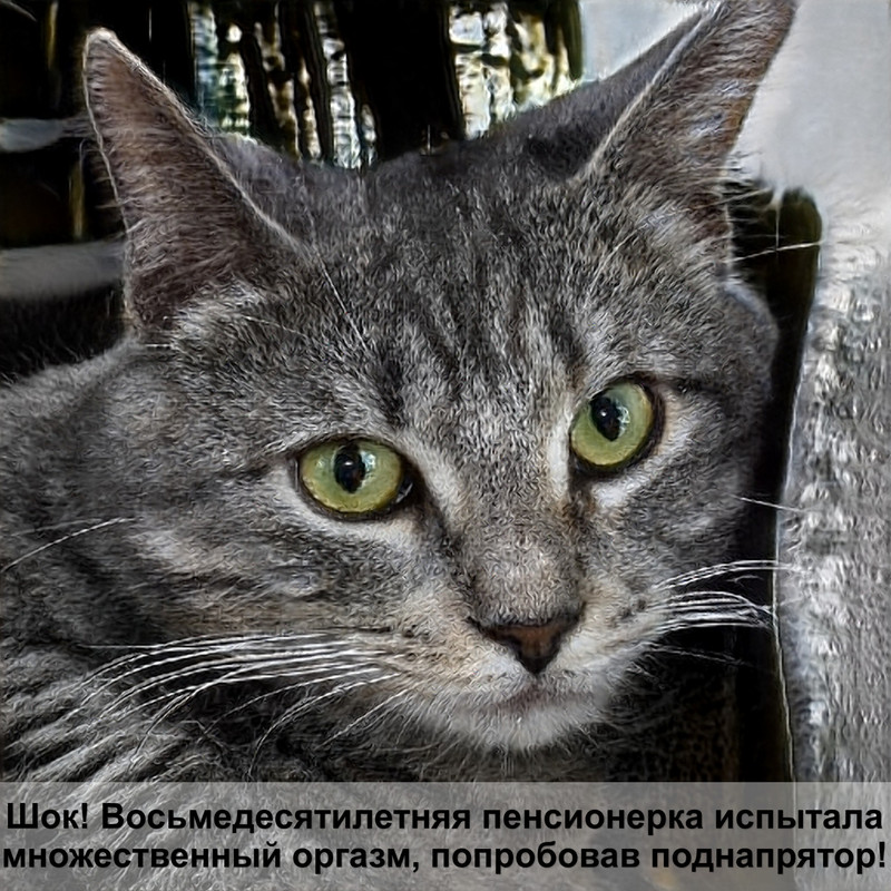 белый кот в доме