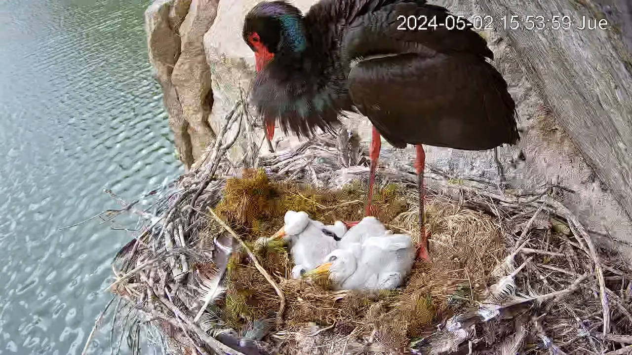 Melnais stārķis Tajo Internacional 6-35-25 screenshot