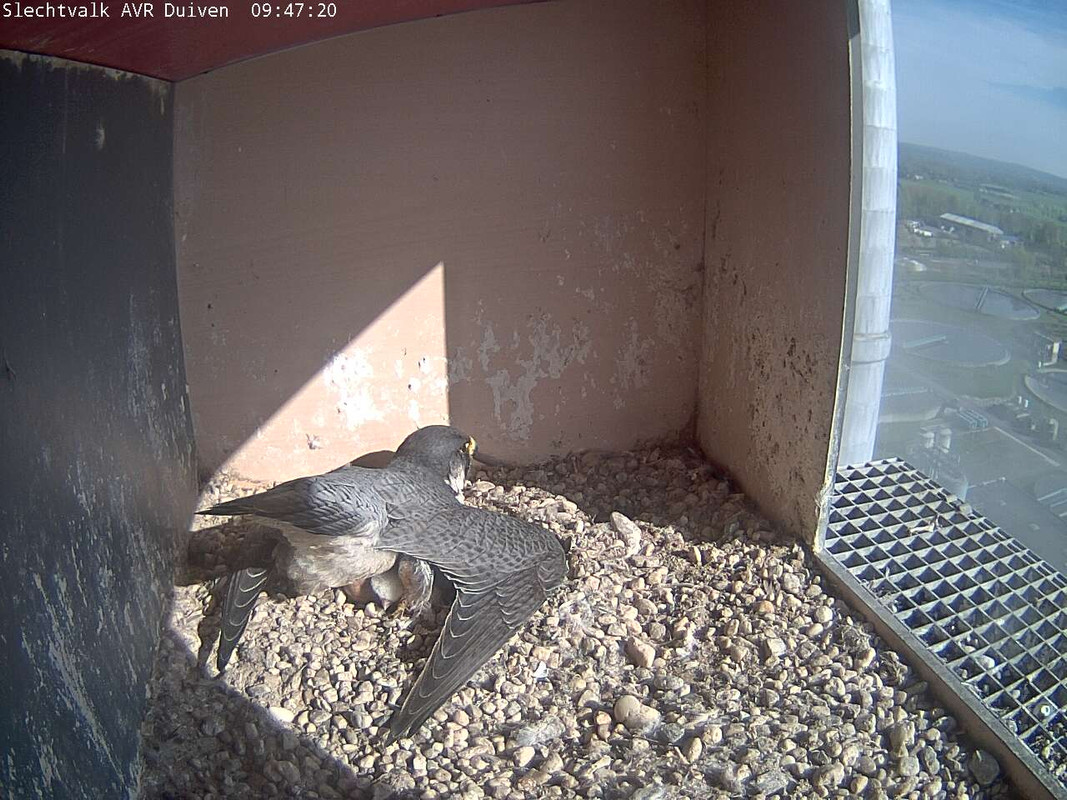 duiven-binnen(7)