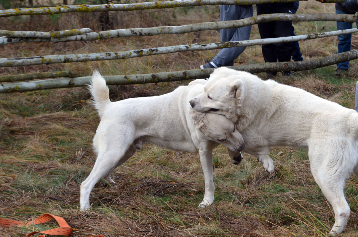 Самурыч-Уран (3)