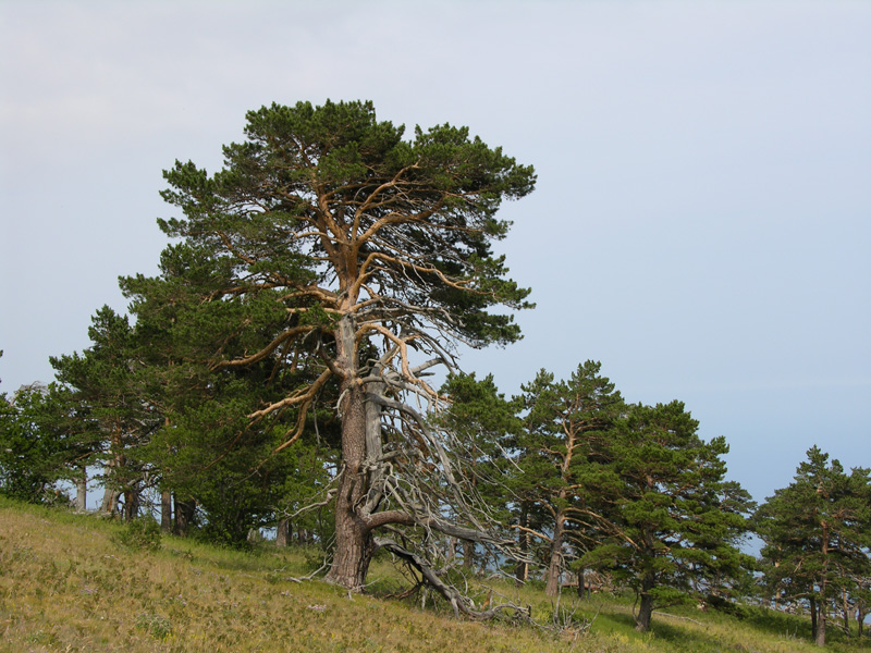 Armenia (2014) Árboles silvestres de Armenia. Pinus-kochiana