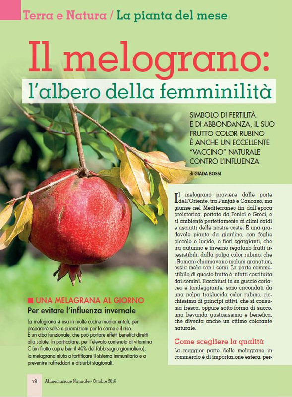 Alim Nat Ott 2016 (9)