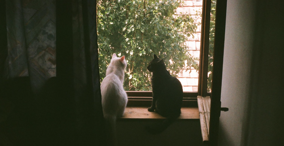 Image displaying two cats looking out a window