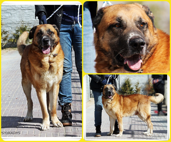 BeFunky-collage (12)