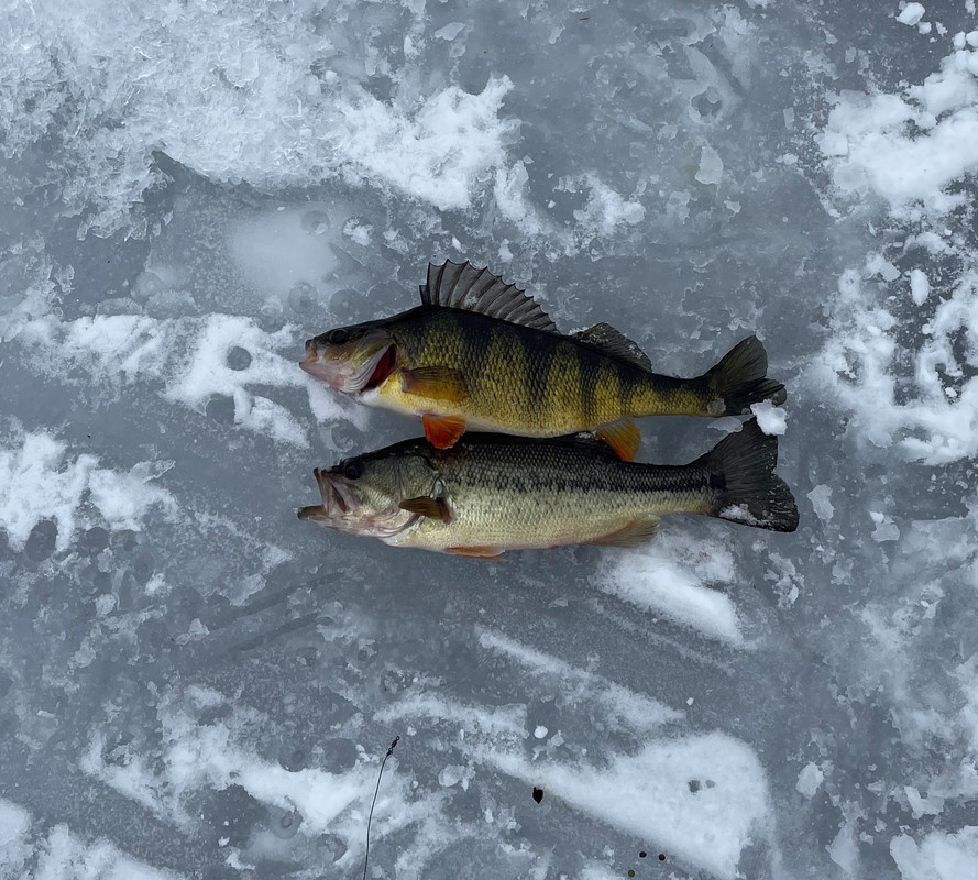 fish2