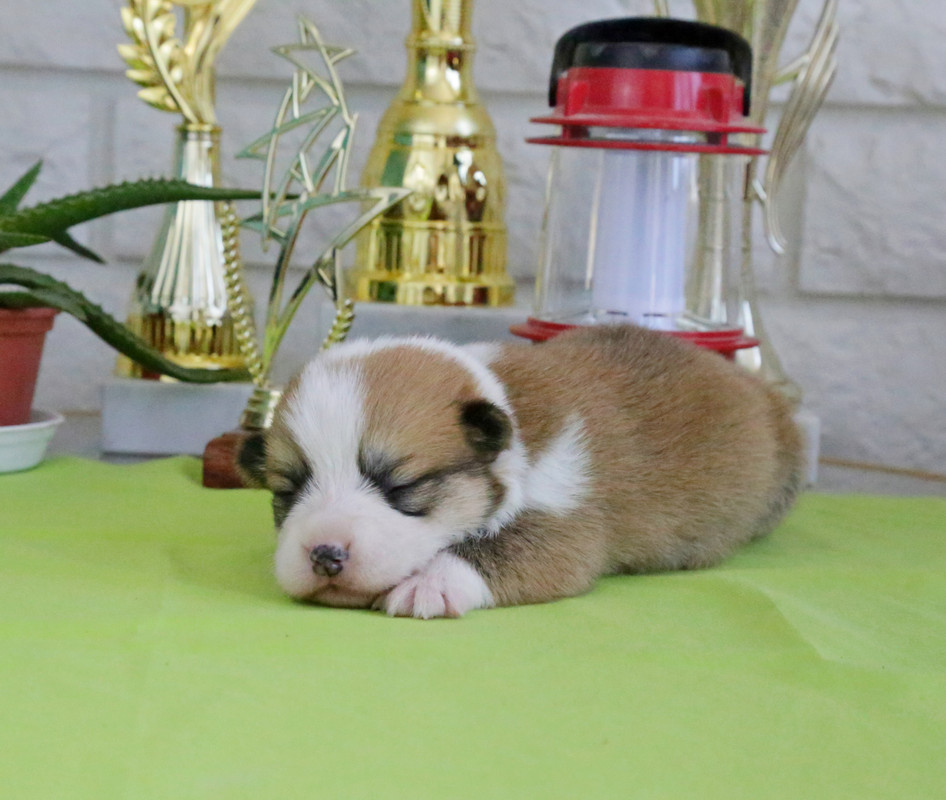 IMG_5392  розовая любимка  8.06.21