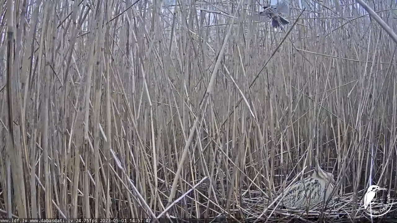 Lielais dumpis (Botaurus stellaris) Engurē - LDF tiešraide 14-1-17 screenshot (2)