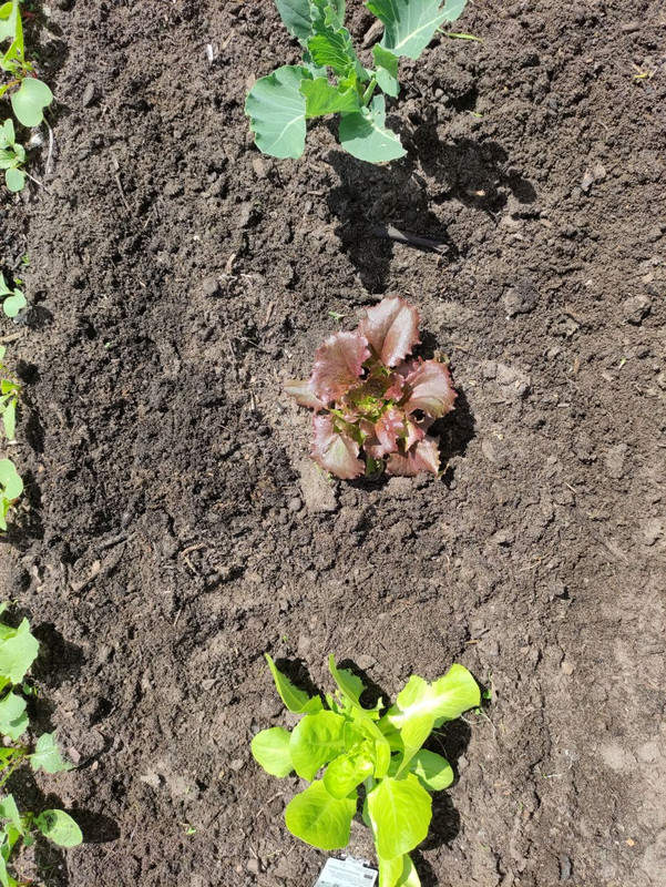 salat2.jpg