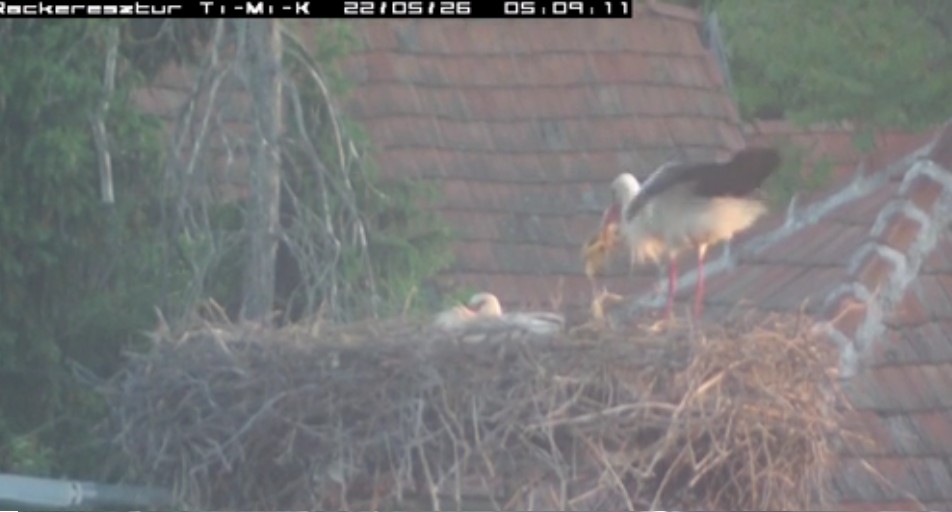 2022-05-26_061227Timi hatalmas pakkal érkezik