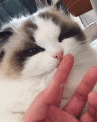 cat-licking-finger2.gif