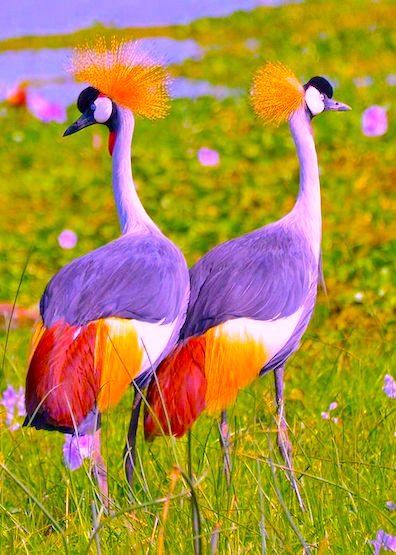 purple-twin-birds.jpg