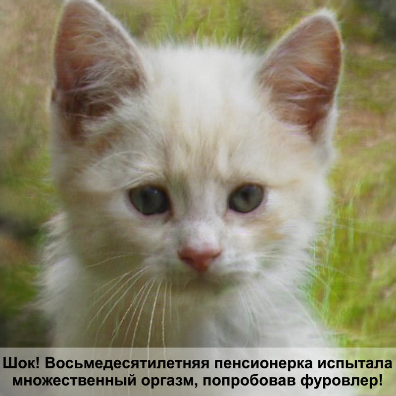 британская вислоухая кошка лысая