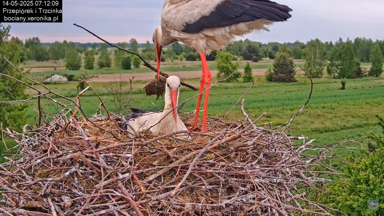 14052025bociany8