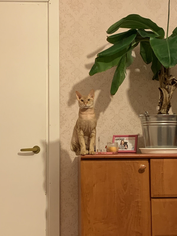 A6323F35-49E5-4EF4-A5D7-EA287FC5E099