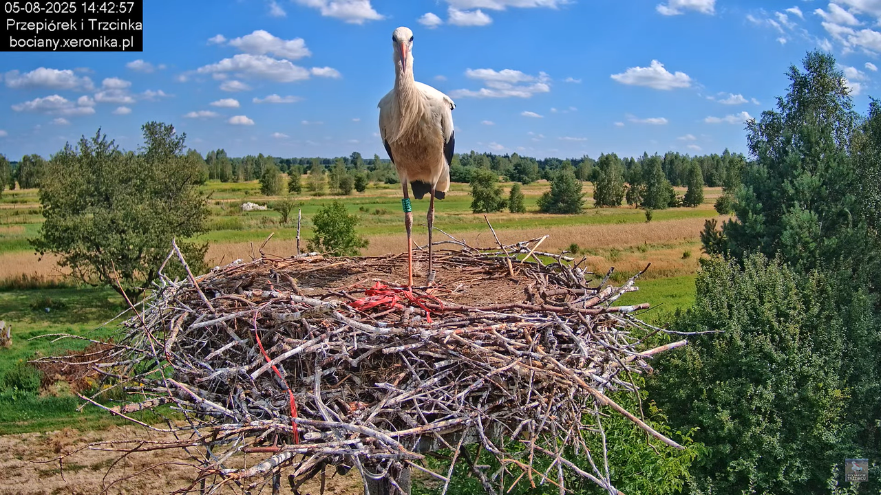05082025bociany18