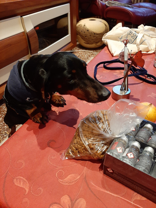 [Image: Ysatis-vient-d-arriver-la-maison.jpg]