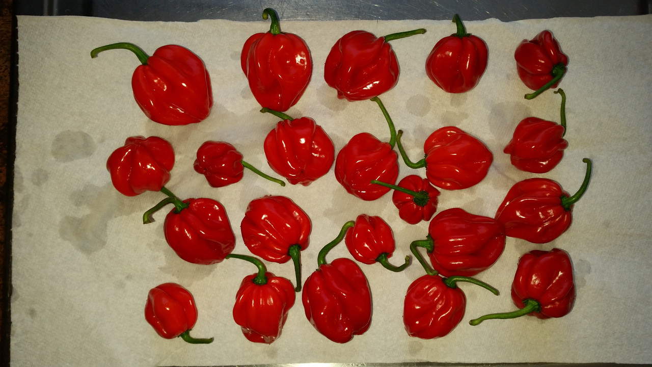 scotch-bonnet.jpg