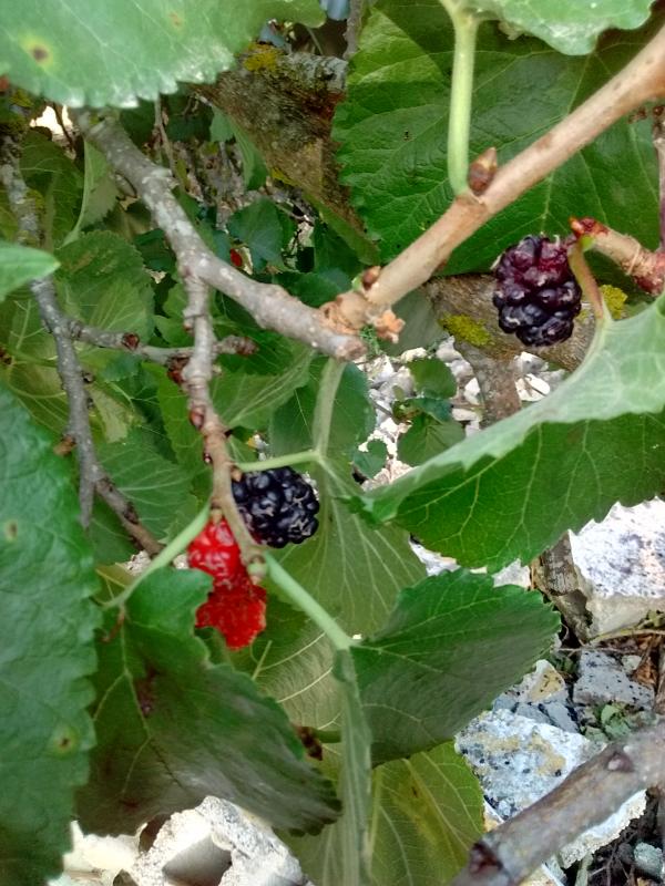 Morus nigra