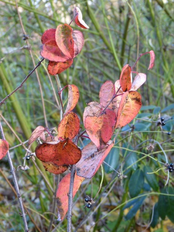 2014-11-07 Herbstfärber - Rotfuchs - Cercidiphyl