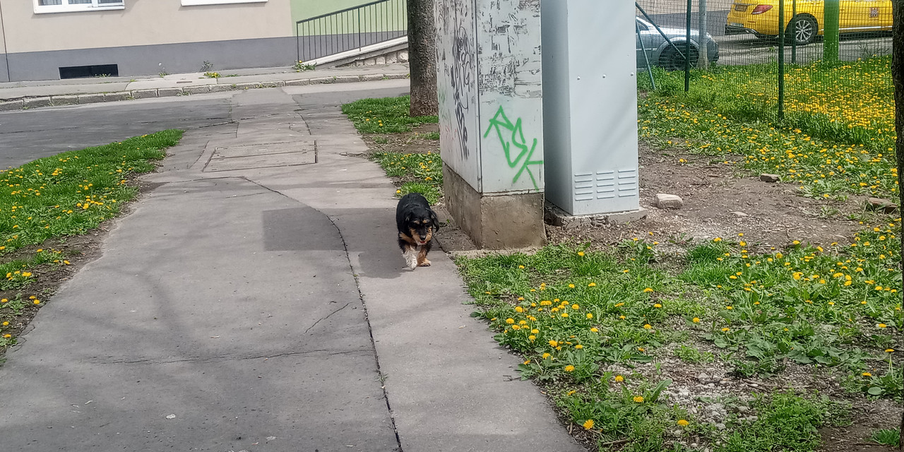 Kép
