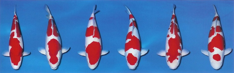 01-variety-koi