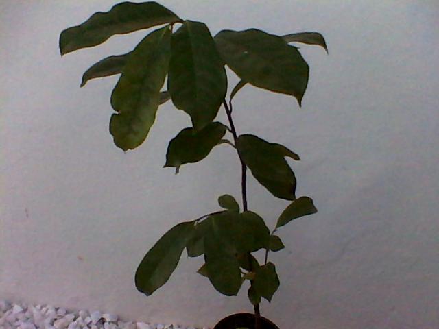 guanabana2014-06-06-175859