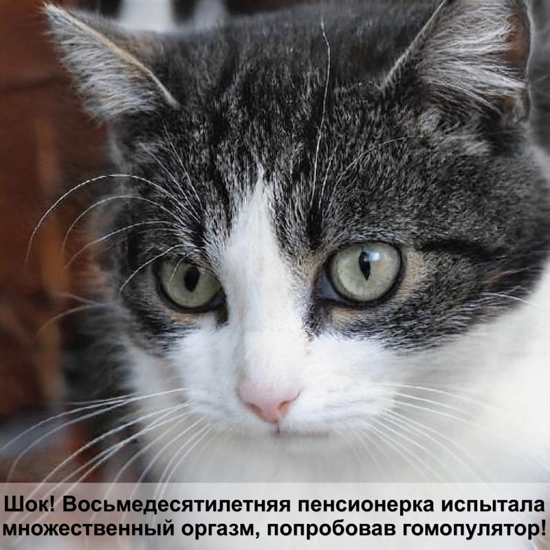 как назвать серую пушистую кошку