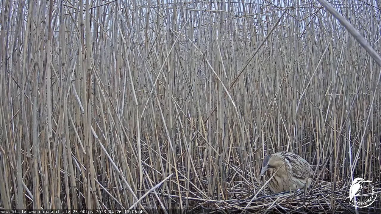 Lielais dumpis (Botaurus stellaris) Engurē - LDF tiešraide 11-24-54 screenshot