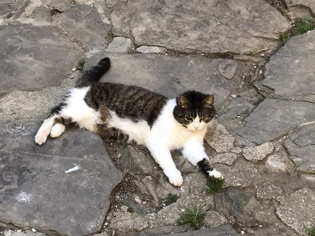 503E7348-0A7E-4446-BA57-25345E7CF6E0