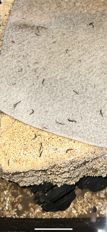 EE09ED50-B734-41E6-8FBD-00D392112D35