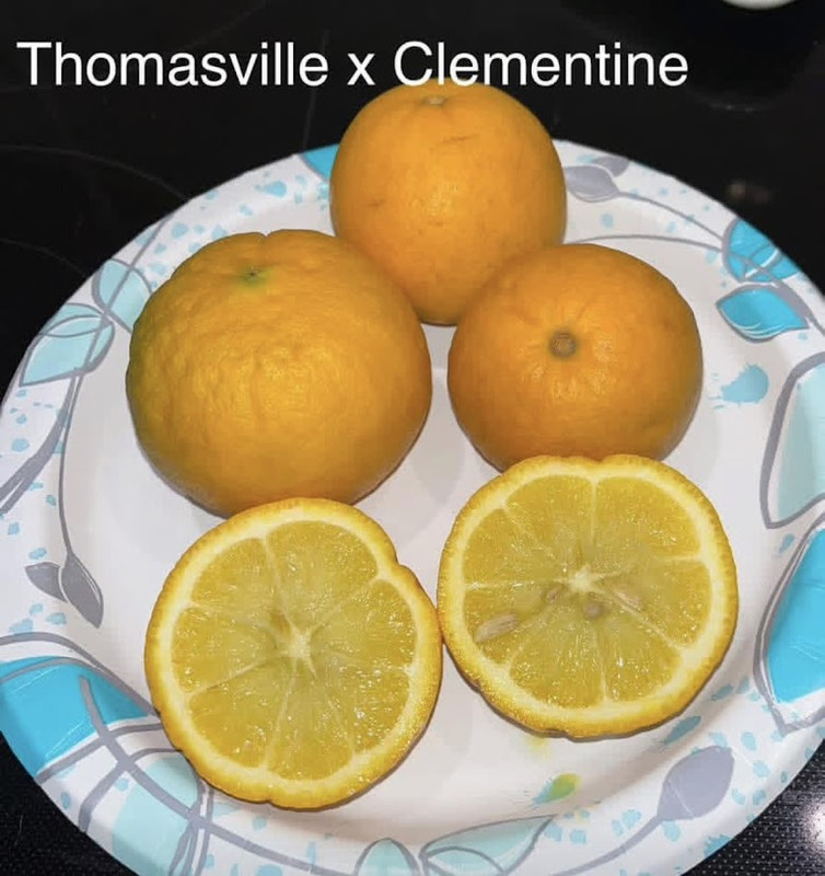 Clementine x Thomasville