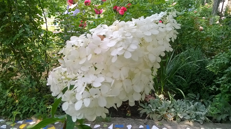 WP_20150812_09_53_58_Pro