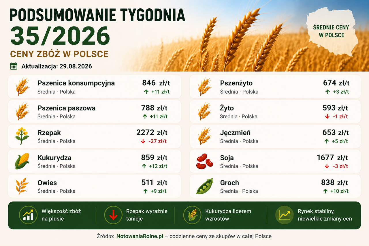 Podsumowanie tygodnia 35/2026 – ceny zbóż w górę, rzepaku tanieje.  
