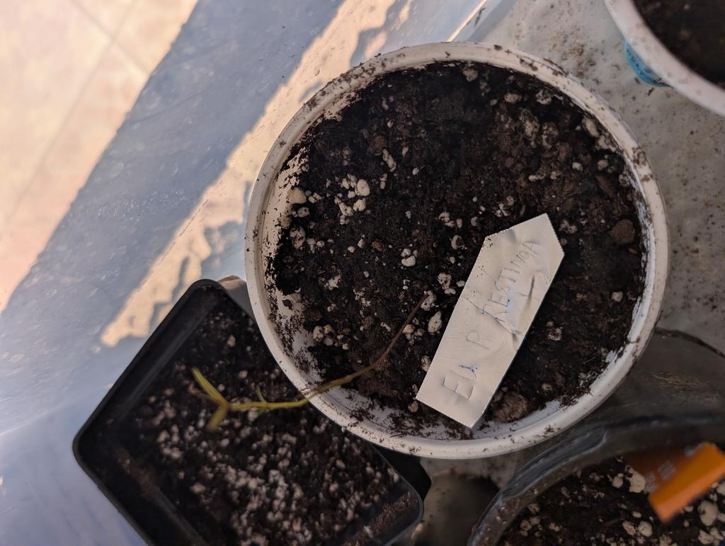 Eu p Restinga came germinated with leaves