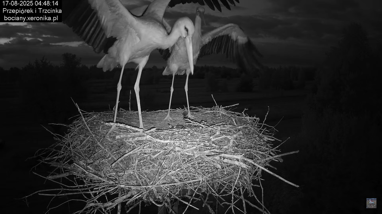 17082025bociany3