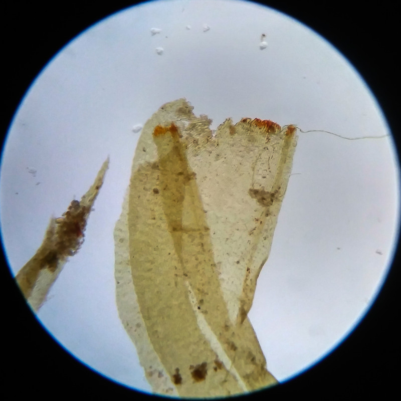 IMG 20250617 105152 HDR