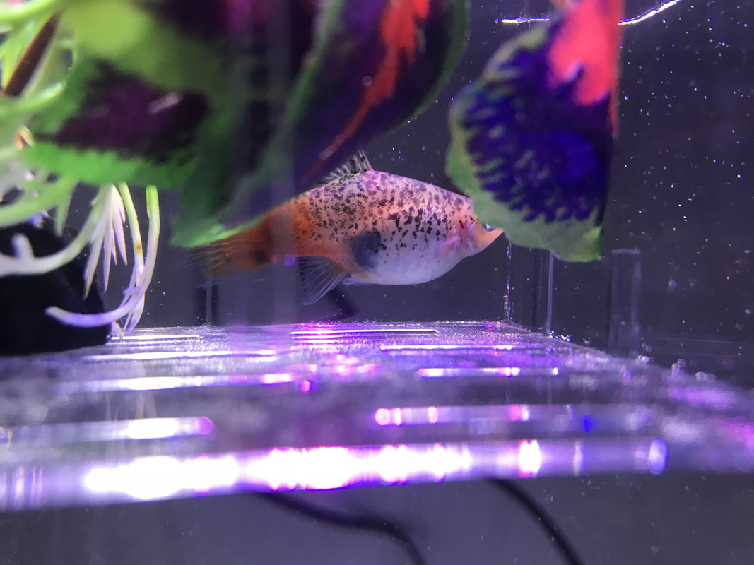 23BD6C94-1B59-4C96-8939-BF9037D257E4