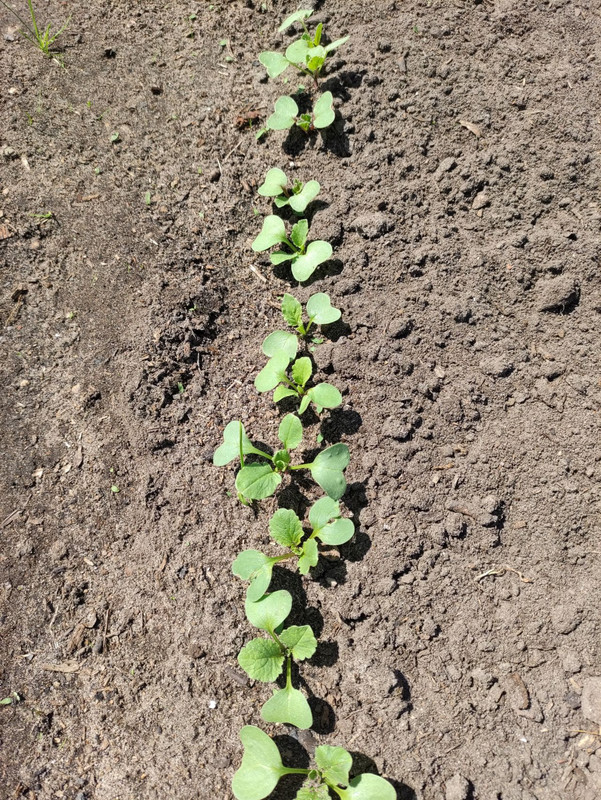 radish.jpg