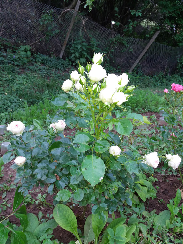 20190616_081931