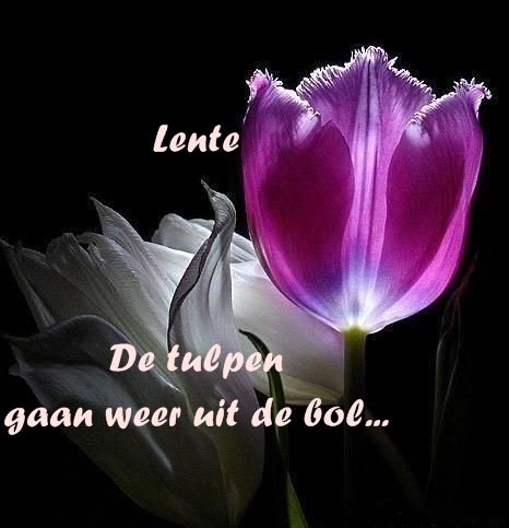 Klik op de afbeelding om de link te volgen