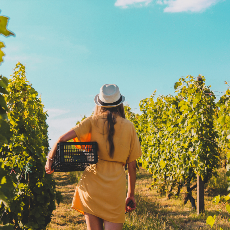 Vineyards