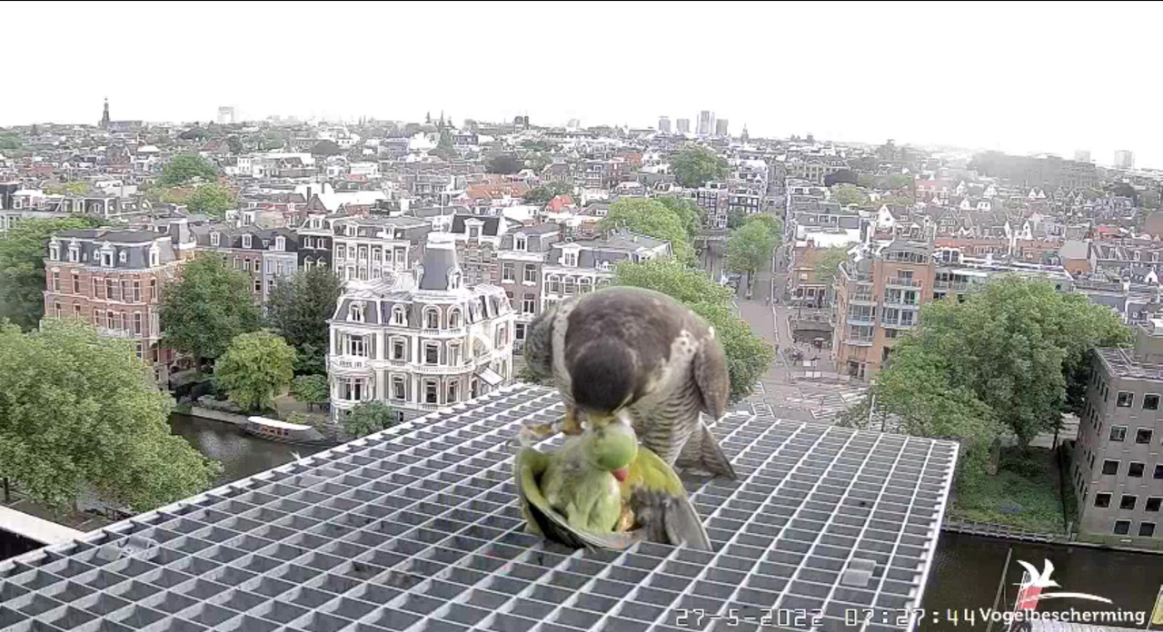 Amsterdam/Rijksmuseum screenshots © Beleef de Lente/Vogelbescherming Nederland - Pagina 9 Video-2022-05-27-072929-Moment-3