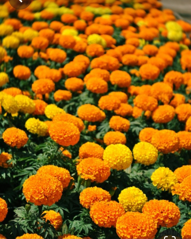 Screenshot_20230719_222735_Pinterest