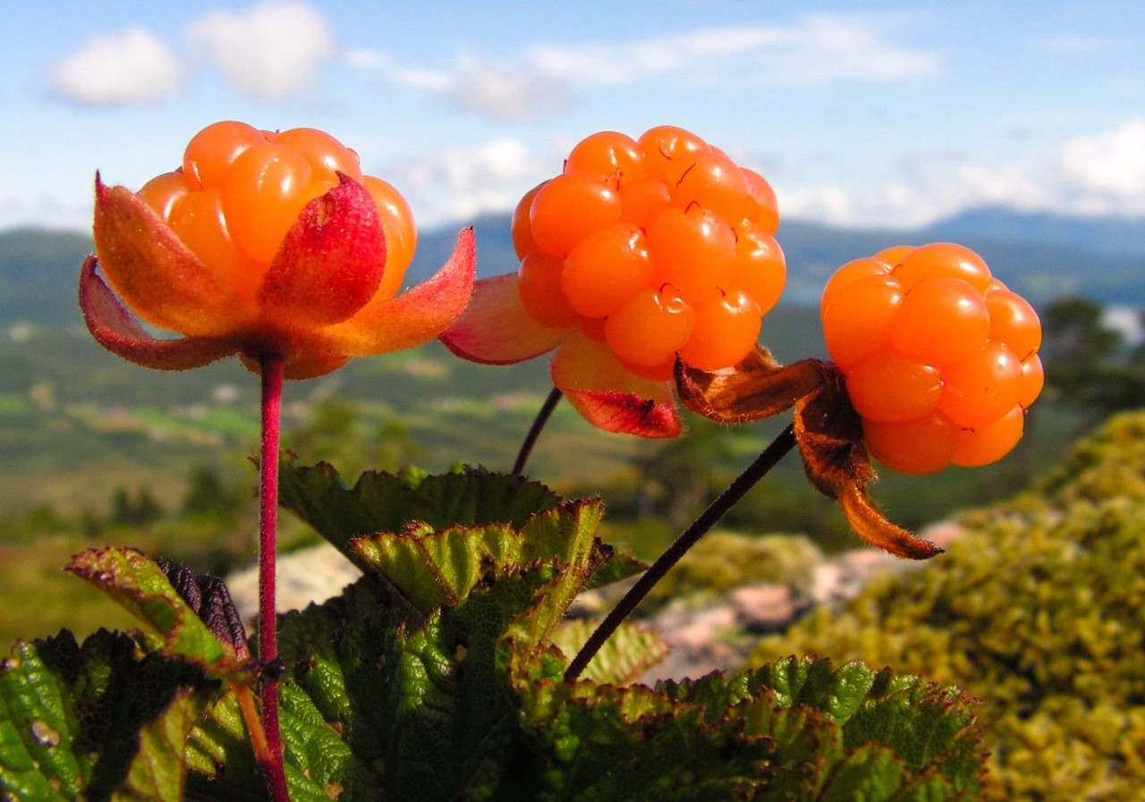 Primer plano de Moras Árticas en su entorno