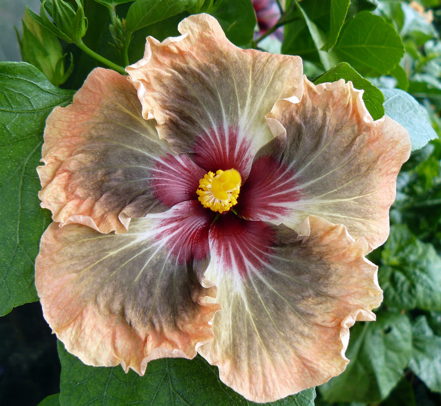 HVH Thunderhead x RK Black Pearl 7 23 9 2022 first bloom — Postimages
