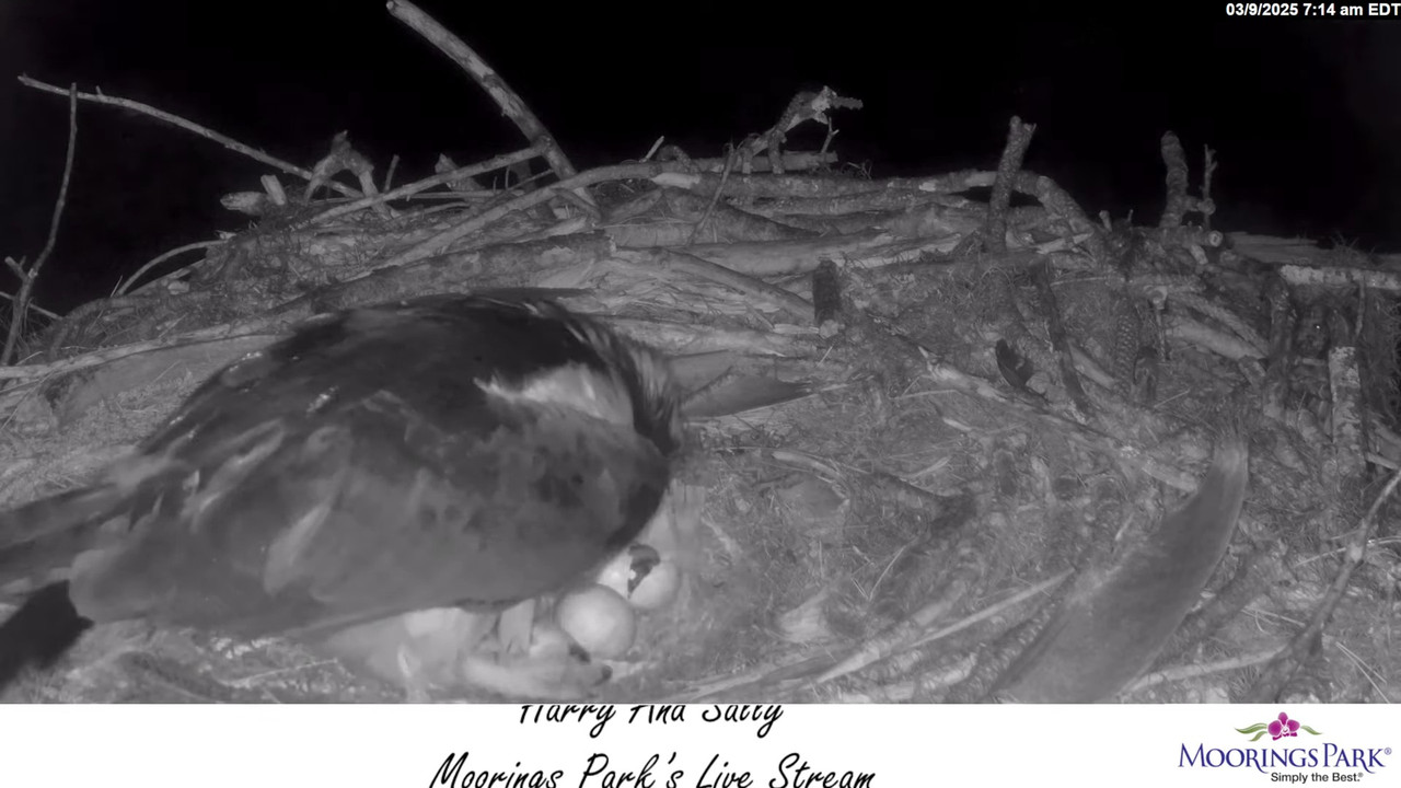 2025 Moorings Park Osprey tiešraides straume Naples, FL 12-13-50 screenshot