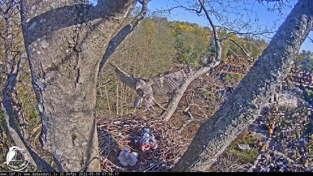 Vistu vanags (Accipiter gentilis) Rīgā - LDF tiešraide __ Goshawks, Riga, Latvia 13-24-2 screenshot