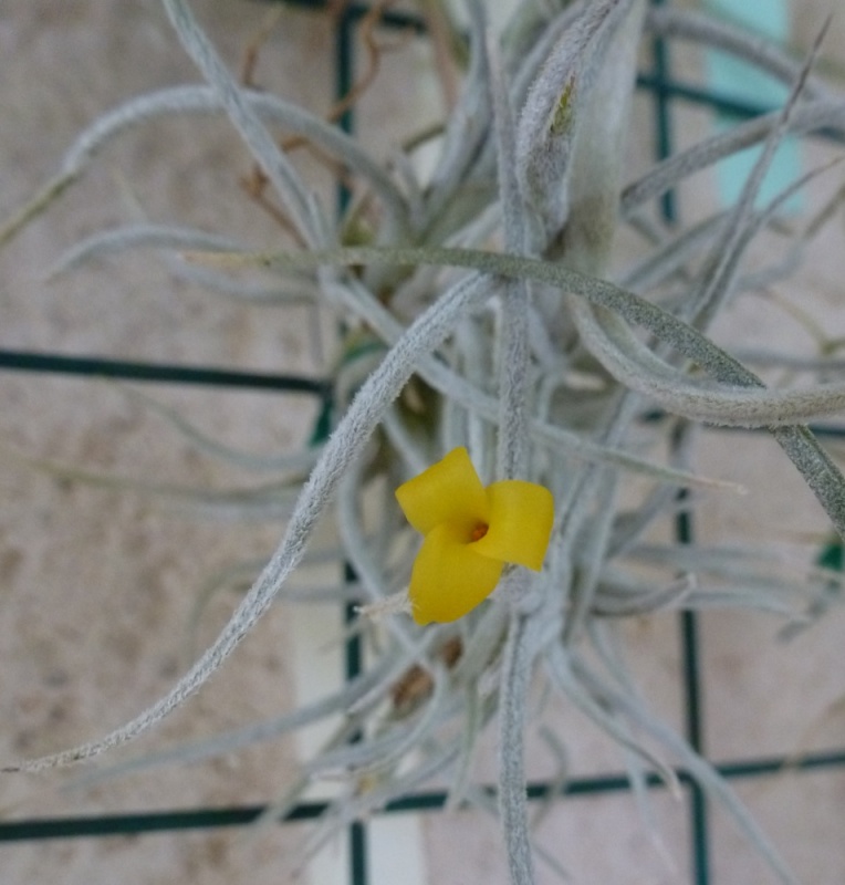 Très léger petit craquage... Mais alors tout petit ! - Page 3 Tillandsia-old-man-gold002