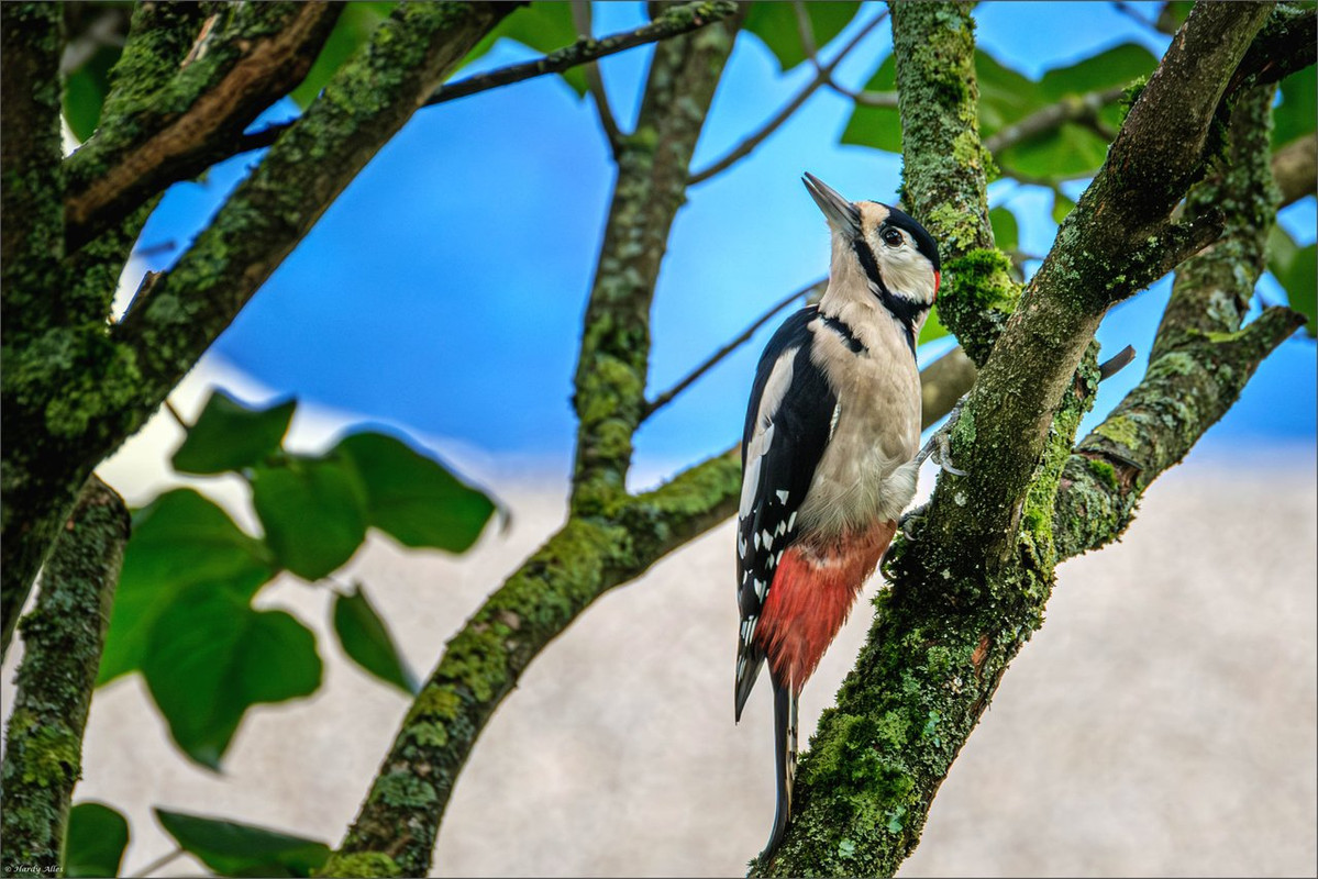 XT4H4320-Verbessert-RR 023 Vögel auf dem Balkon  LR ERWZ FB